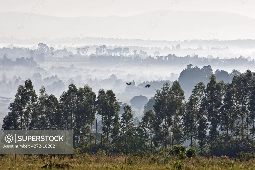 Kenya, Early morning mist and Crowned cranes at Endebess.