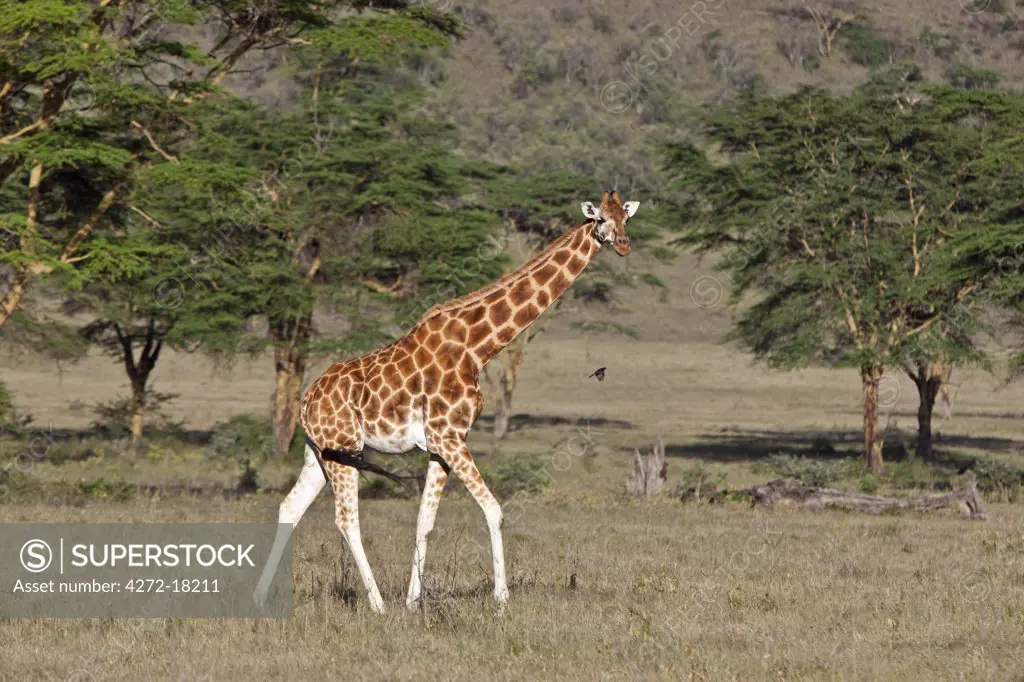 Kenya, A Rothschild giraffe in the Lake Nakuru National Park.