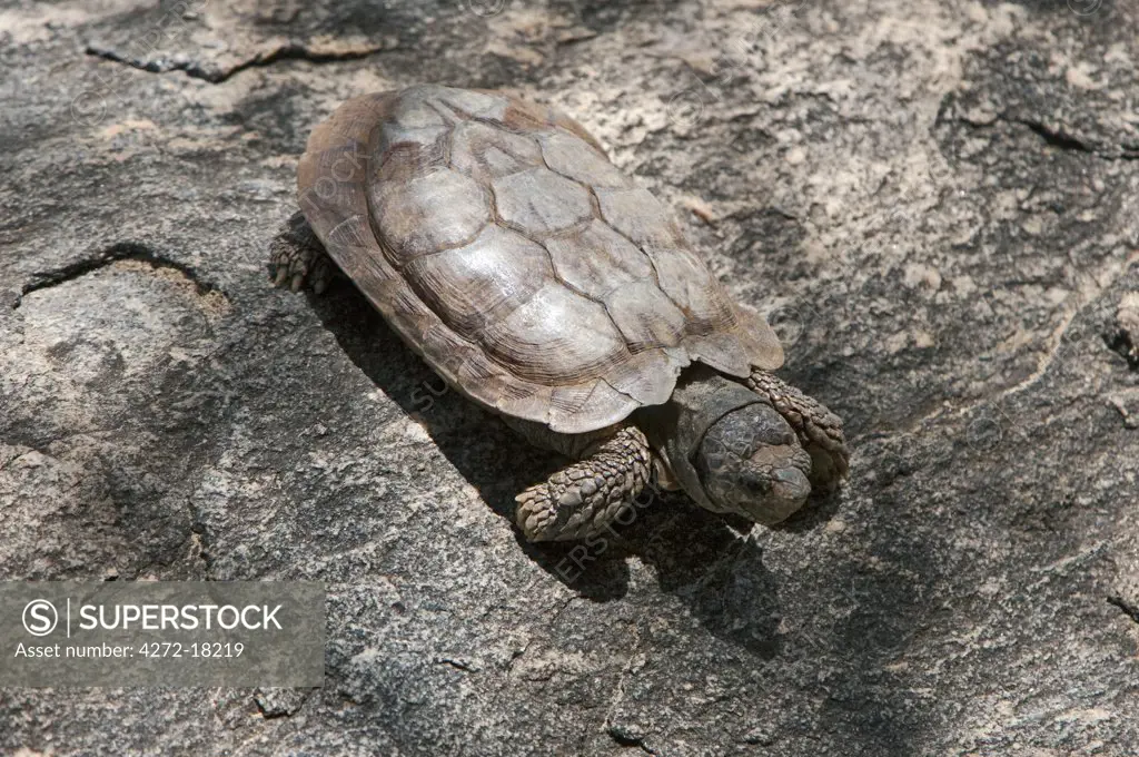 Kenya, A pancake tortoise. The flexible shell of this small tortoise is shaped like a pancake, hence its name.