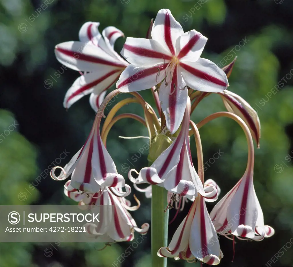 Kenya, Crinum macowanii, an attractive lily earning the popular name of the Pyjama Lily.