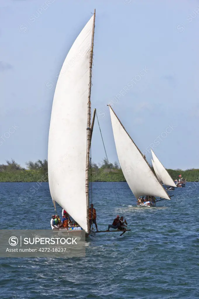 Kenya. Mashua sailing boats with outriggers participating in a race off Lamu Island.