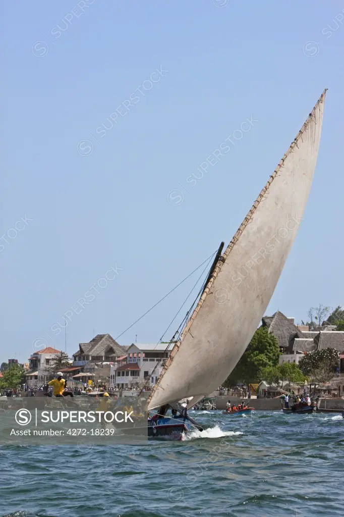Kenya. A Mashua sailing boat with outrigger participating in a race off Lamu Island.