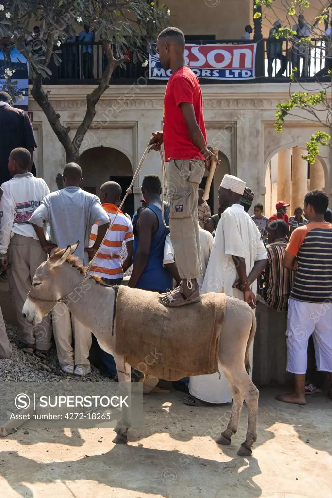 Kenya. A man stands on the back of his donkey to get a better view of a public concert.