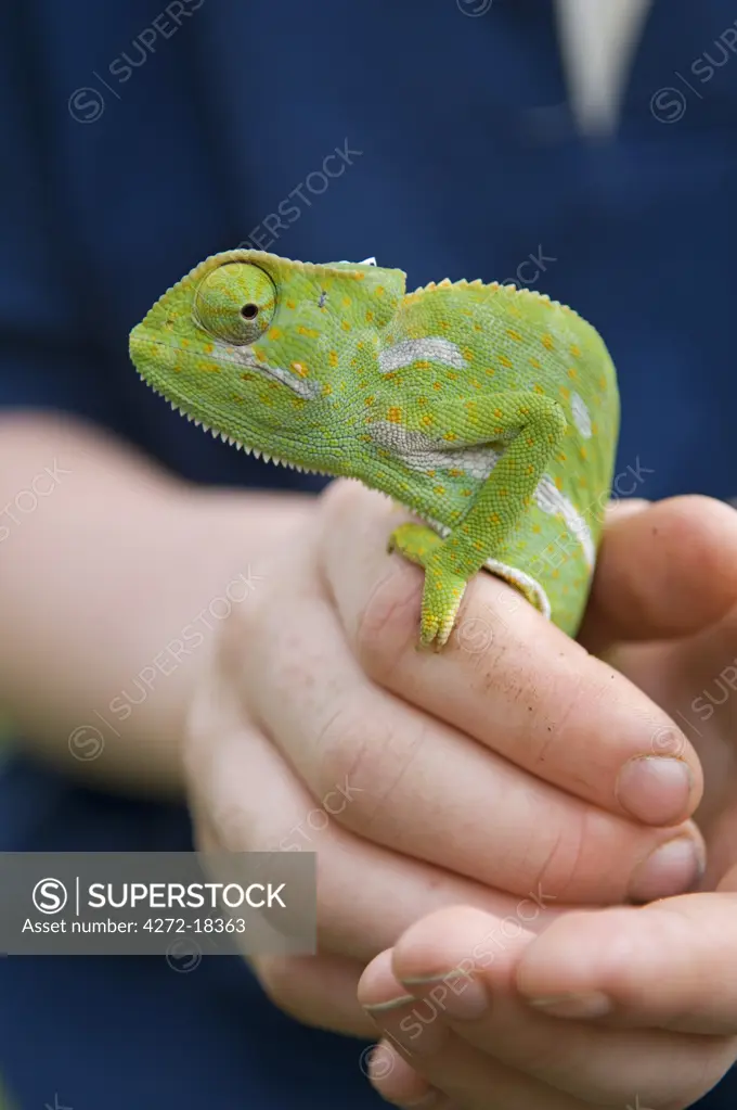 Kenya, Laikipia, Ol Malo. A visitor holds up a chameleon during a game walk at Ol Malo. (MR)
