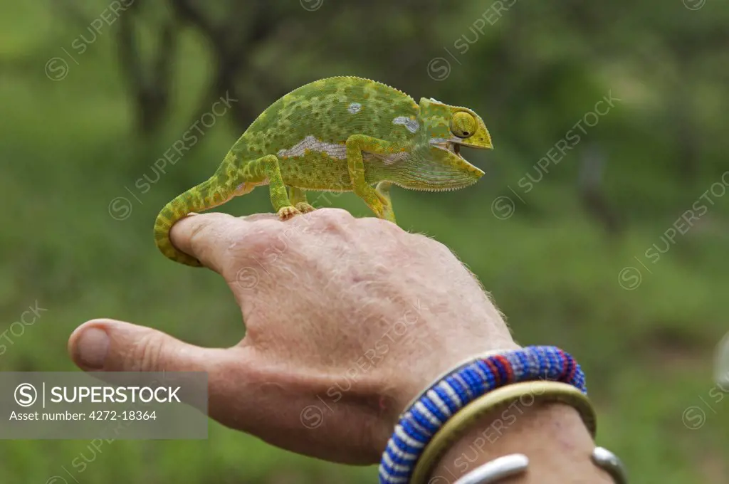Kenya, Laikipia, Ol Malo. Guide, Andrew Francome, holds up a chameleon during a game walk. (MR)