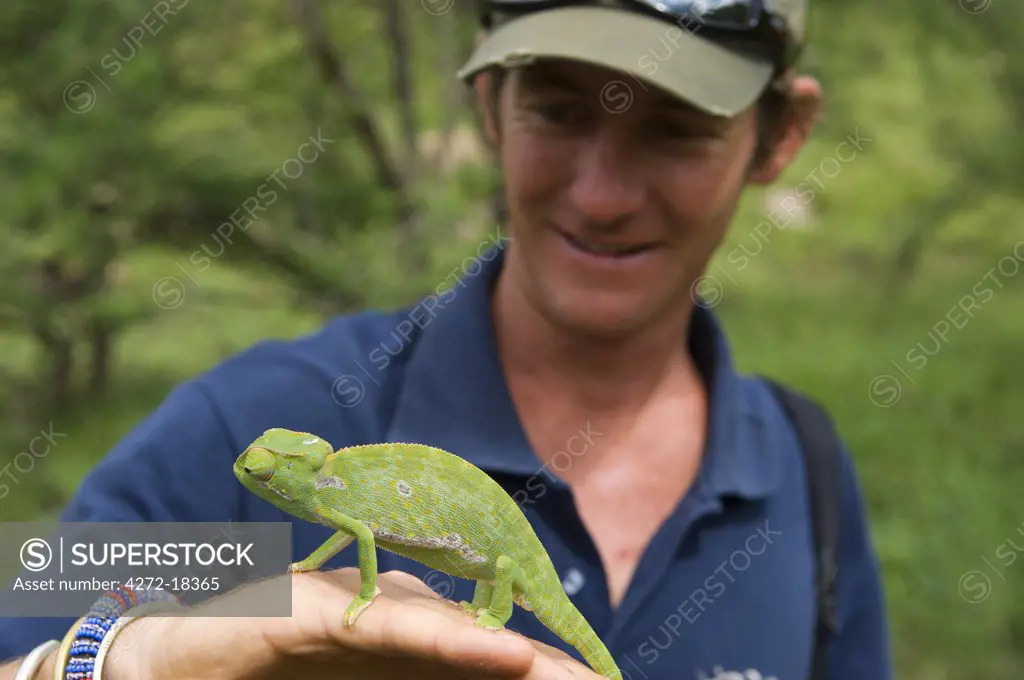 Kenya, Laikipia, Ol Malo. Guide, Andrew Francome, holds up a chameleon during a game walk.  (MR)