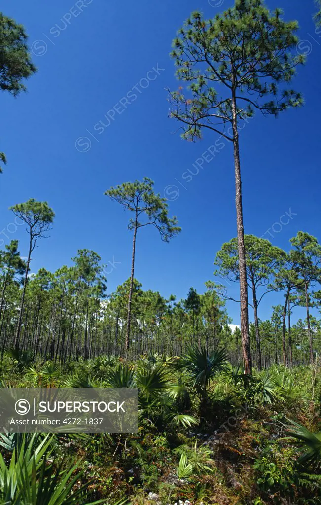 Native Caribbean pine forest on the island of Andros, the Bahamas