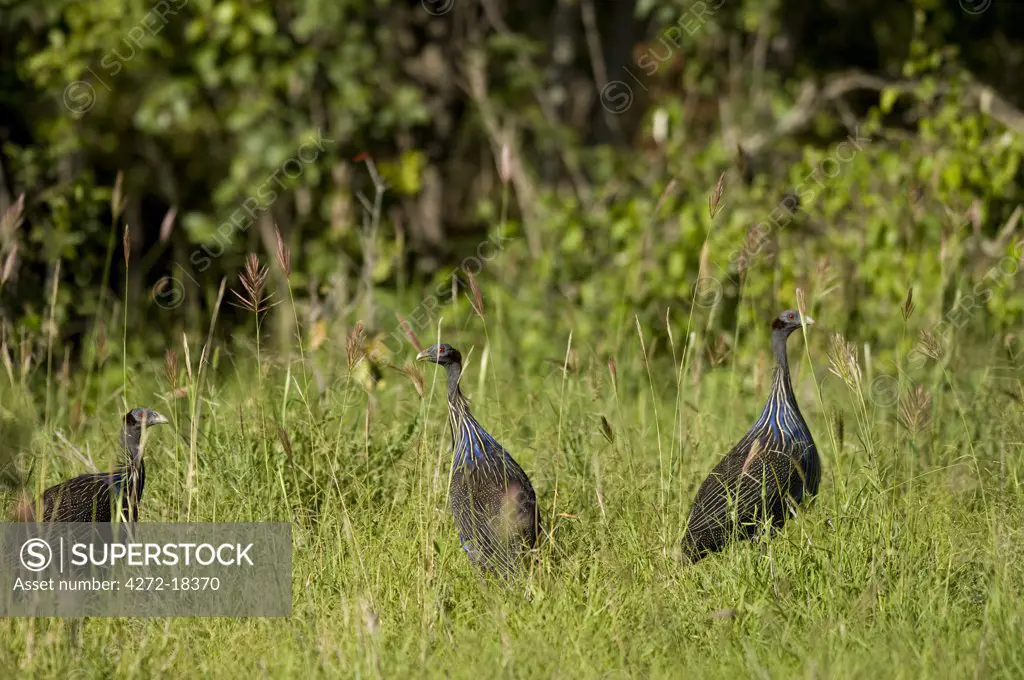 Kenya, Laikipia, Ol Malo.  A flock of vulturine guinea fowl.
