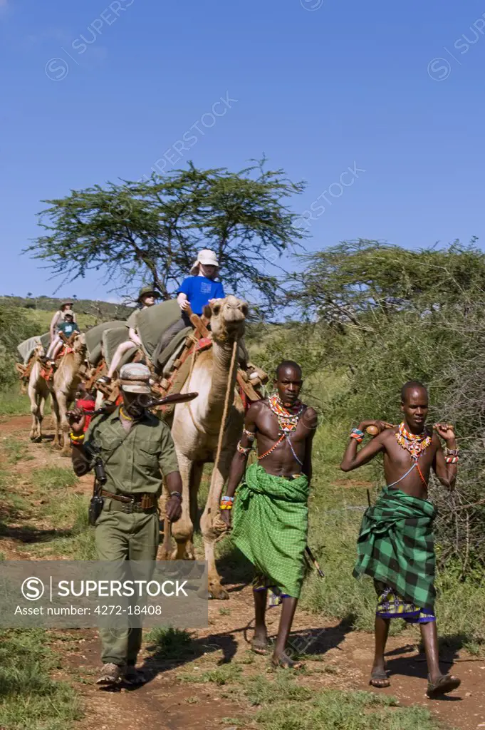 Kenya, Laikipia, Ol Malo. Samburu guides lead a family on a camel safari at Ol Malo.