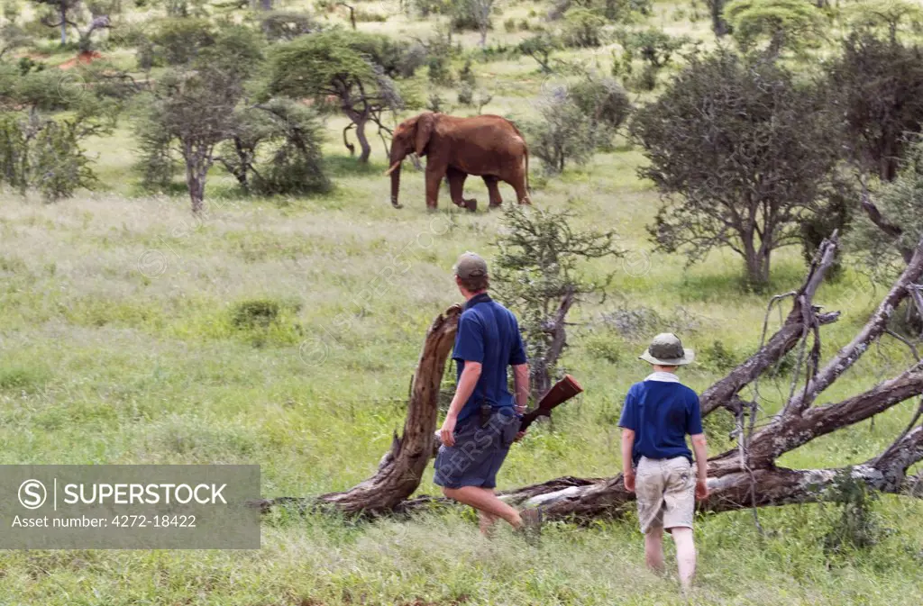 Kenya, Laikipia, Ol Malo.  Guide, Andrew Francome, approaches an elephant during a game walk at Ol Malo. (MR)