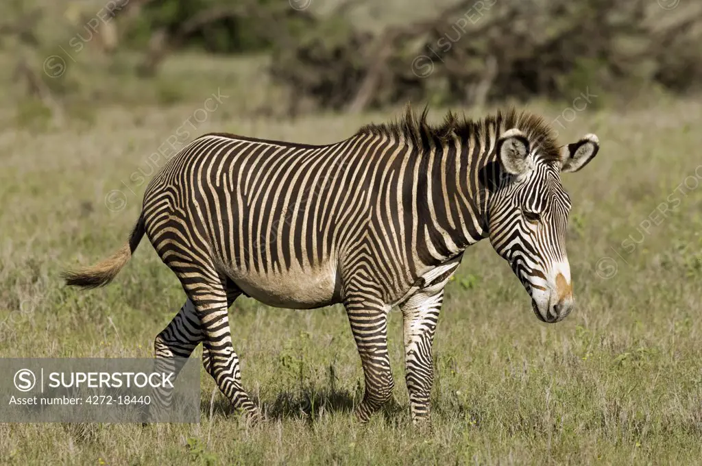 Kenya, Laikipia, Lewa Downs. A rare Grevy's zebra shows off its tight stripes and unusually large ears.