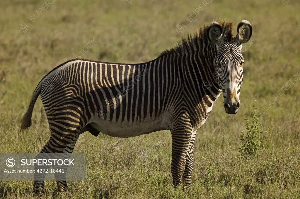 Kenya, Laikipia, Lewa Downs. A rare Grevy's zebra shows off its tight stripes and unusually large ears.