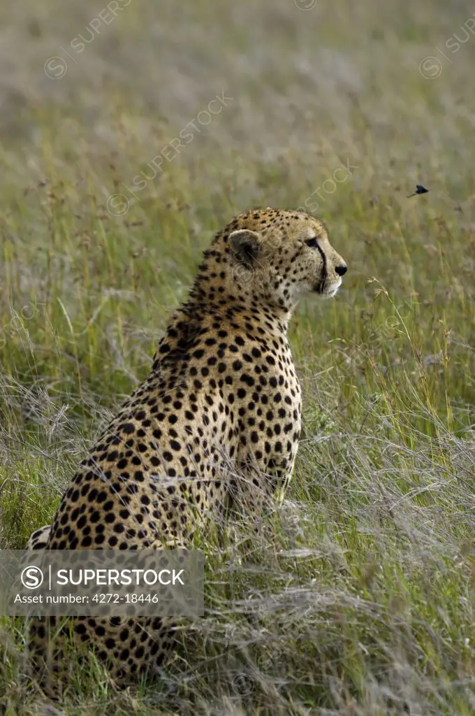 Kenya, Laikipia, Lewa Downs.  Male cheetah.