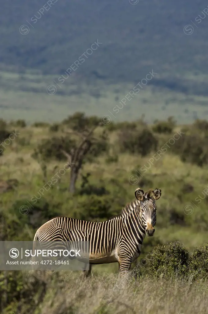 Kenya, Laikipia, Lewa Downs.  A rare Grevy's zebra shows off its tight stripes and unusually large ears.