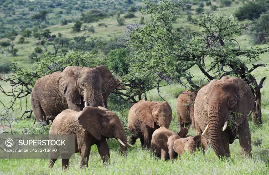 Kenya, Laikipia, Lewa Downs. A family group of elephants feed together.