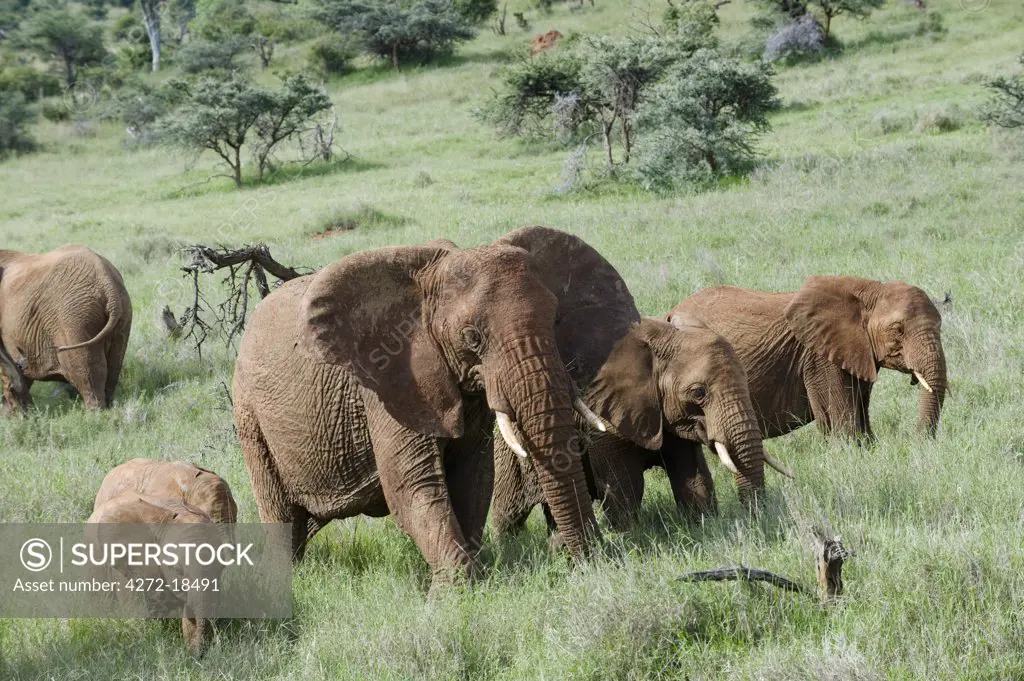Kenya, Laikipia, Lewa Downs.  A family group of elephants feed together.