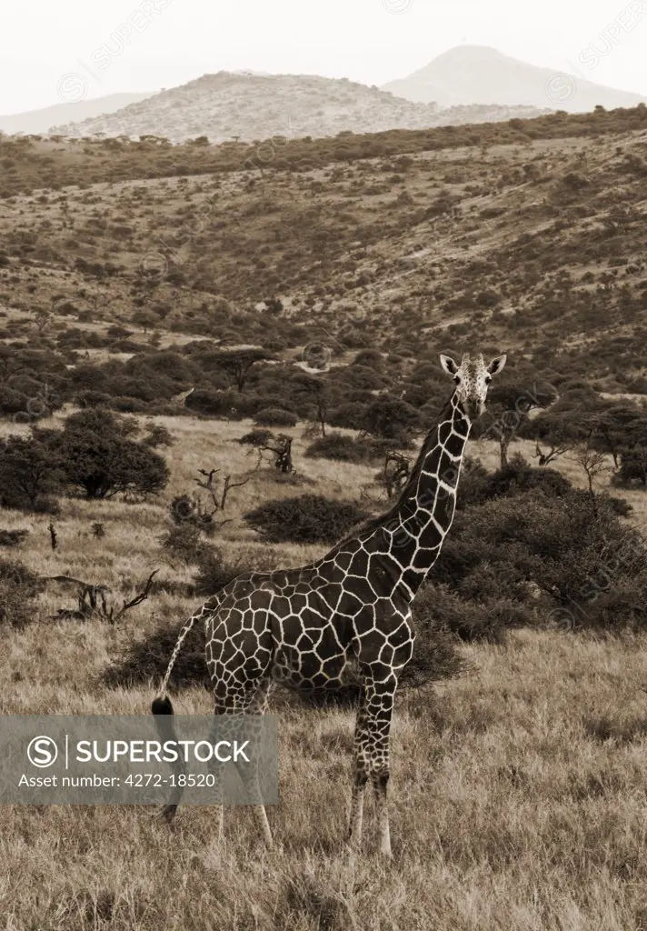 Kenya, Laikipia, Lewa Downs.  Reticulated giraffe.