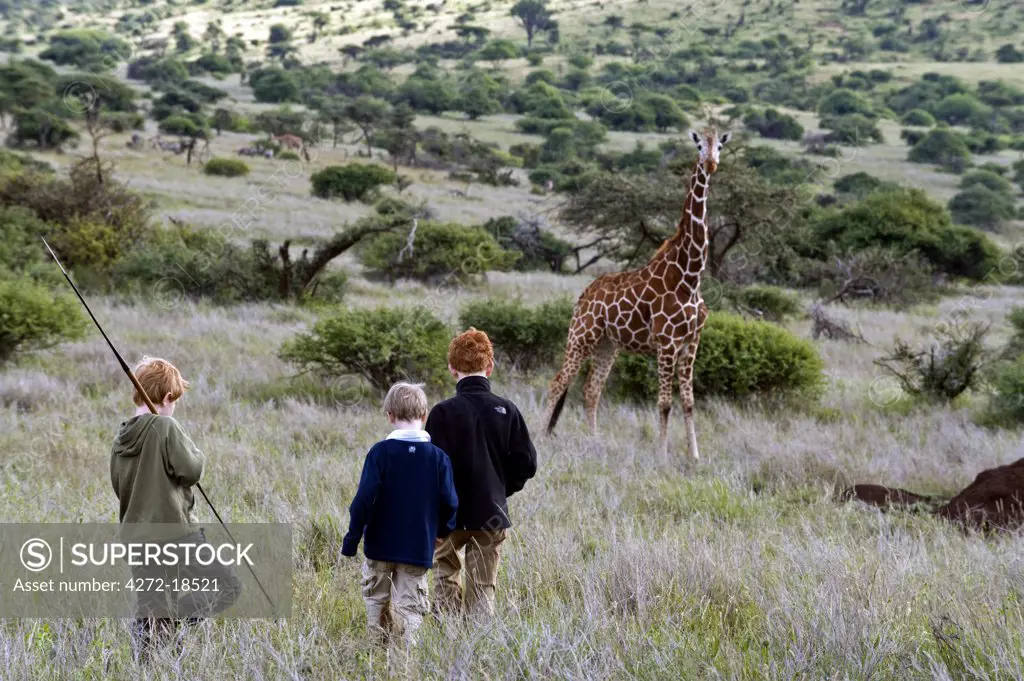 Kenya, Laikipia, Lewa Downs.  Boys on a family safari, approach a Reticulated giraffe whilst out on a bush walk. (MR)