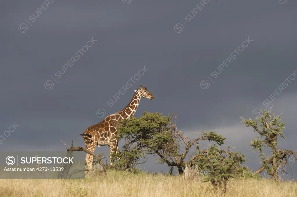 Kenya, Laikipia, Lewa Downs.  A Reticulated giraffe against a stormy sky.