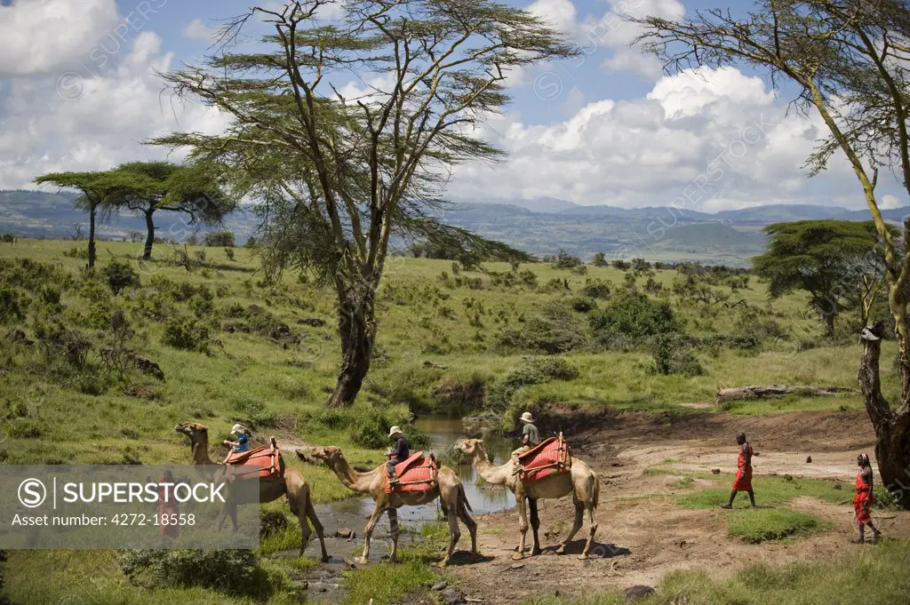 Kenya, Laikipia, Lewa Downs.  Children on a family safari, ride camels at Lewa Downs.