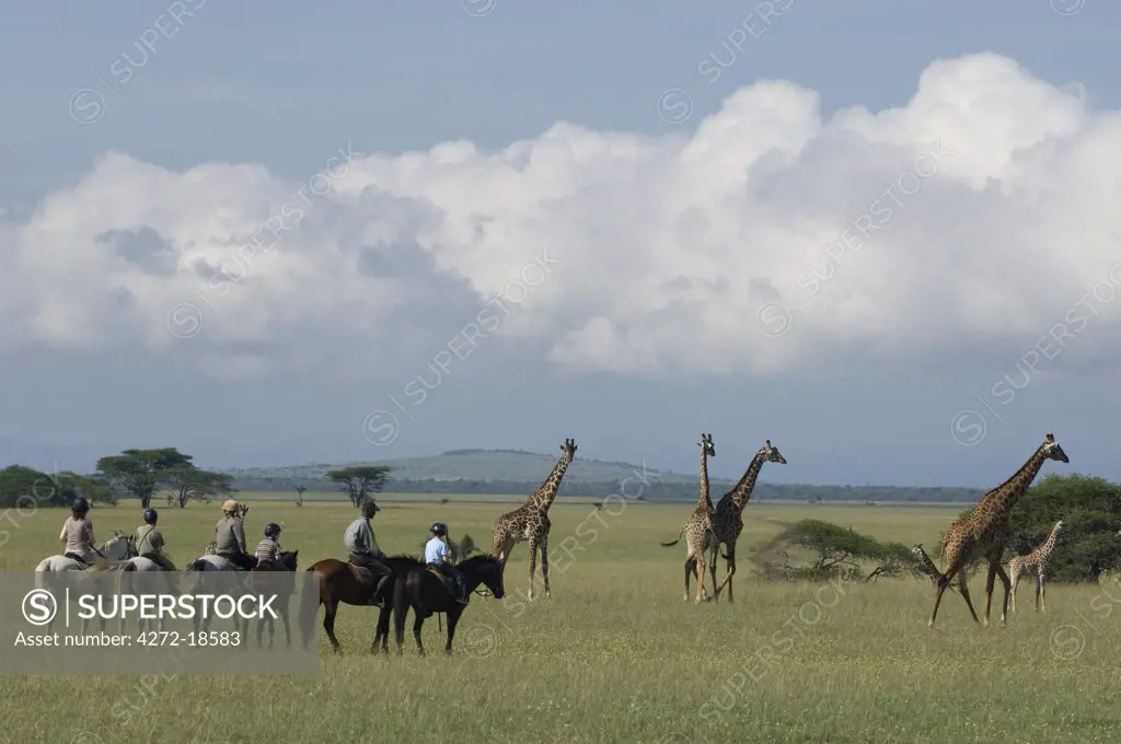 Kenya, Chyulu Hills, Ol Donyo Wuas.  A family on a riding safari, ride close to Maasai giraffe out on the plains.