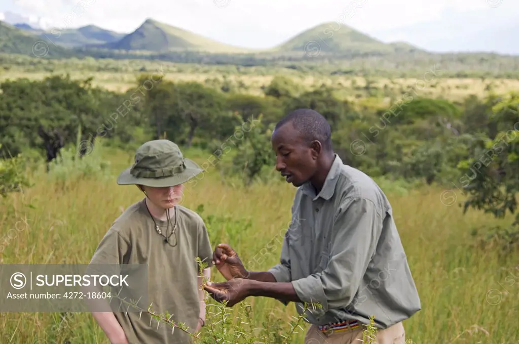 Kenya, Chyulu Hills, Ol Donyo Wuas.  Safari guide, Moses Njoroge, describes the life cycle of an acacia bush. (MR)