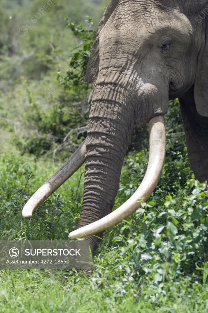 Kenya, Chyulu Hills, Ol Donyo Wuas.  A bull elephant with massive tusks browses in the bush.