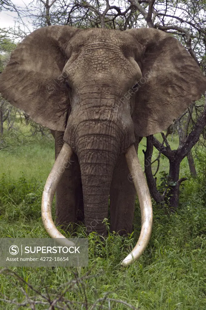 Kenya, Chyulu Hills, Ol Donyo Wuas. A bull elephant with massive tusks browses in the bush.