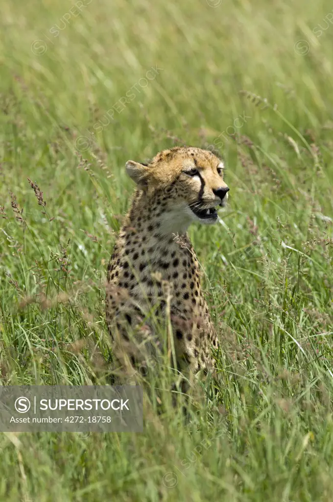 Kenya, Masai Mara.  A cheetah watches over her plains.