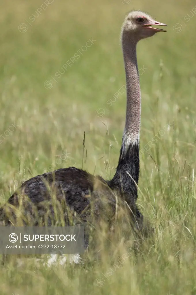 Kenya, Masai Mara.  A male ostrich sits on eggs in the long grass of the plains.