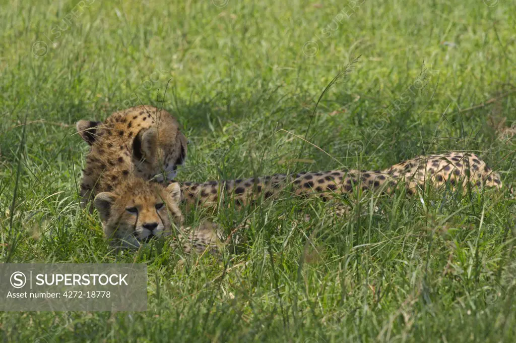 Kenya, Masai Mara.  A female cheetah and  her cub relax in the shade at midday.