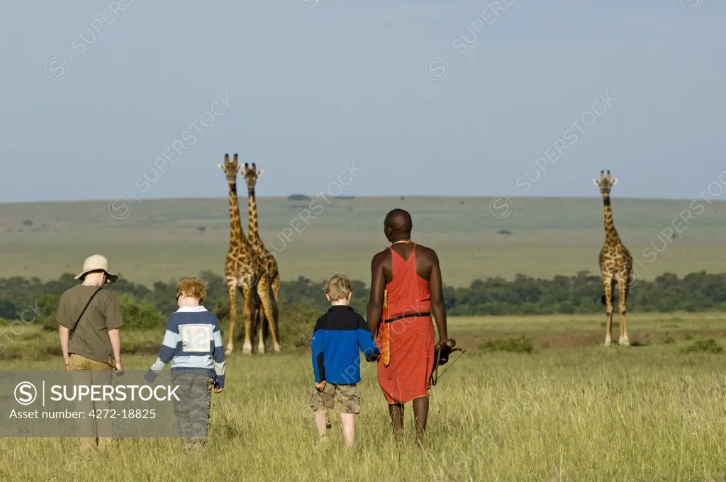 Kenya, Masai Mara.  Safari guide, Salaash Ole Morompi, leads boys on a game walk towards some Masai giraffe. (MR)