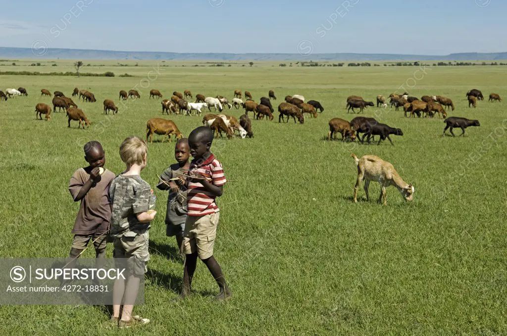 Kenya, Masai Mara.  A young boy on safari meets Maasai children tending their herds of goats and sheep out on the plain.