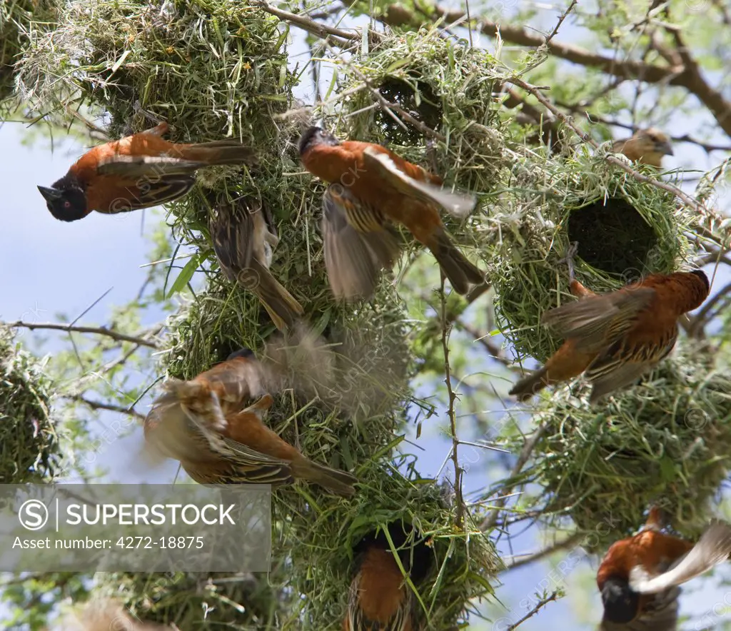 Chesnut weavers build their nests in close proximity to each other in an acacia tree on the plains of Tsavo West National Park during the rainy season.