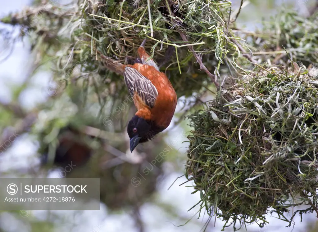 A male Chesnut Weaver pauses while building its nest in an acacia tree on the plains of Tsavo West National Park during the rainy season.