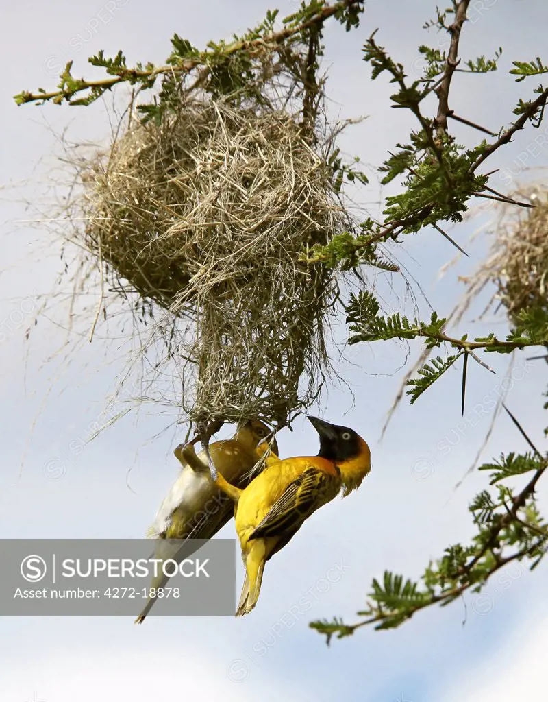 A pair of Lesser Masked weavers build their intricate nest in an acacia tree in Tsavo West National Park during the rainy season.