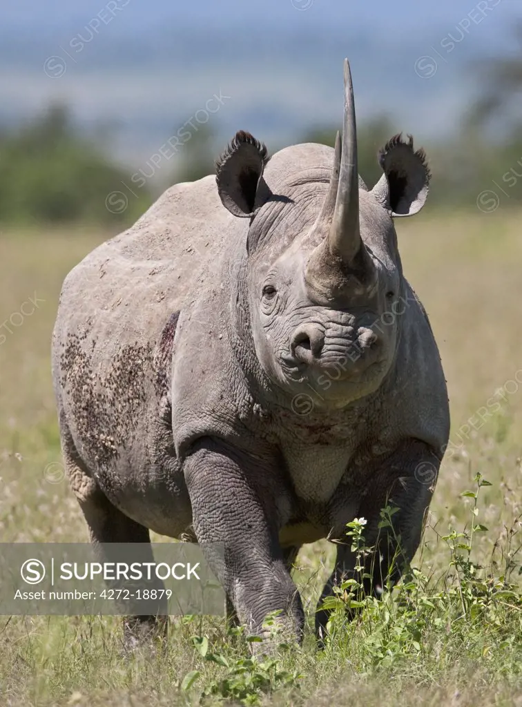 An alert black rhino. Mweiga, Solio, Kenya