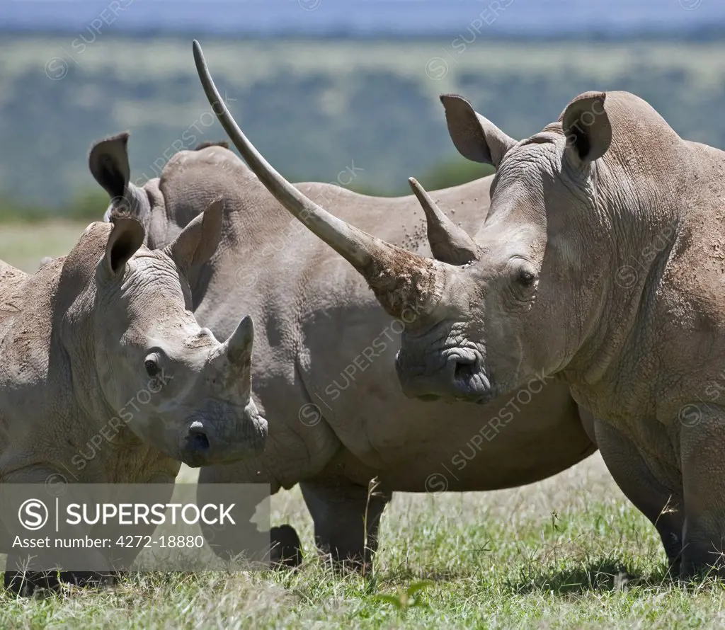 A family of White Rhinos, the female with a massive horn. Mweiga, Solio, Kenya