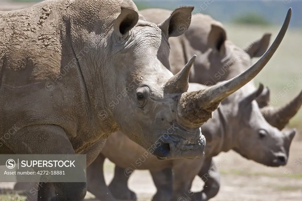 A family of White Rhinos, the female with a massive horn. Mweiga, Solio, Kenya