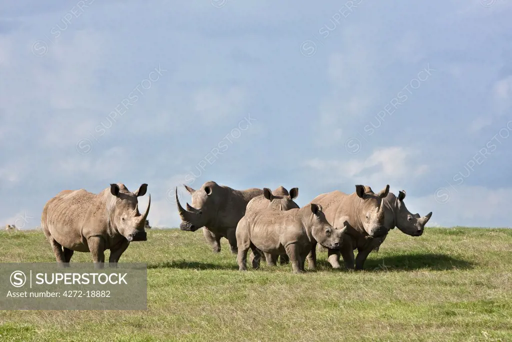 White Rhinos grazing on open plains at Solio Game Ranch. Mweiga, Solio, Kenya