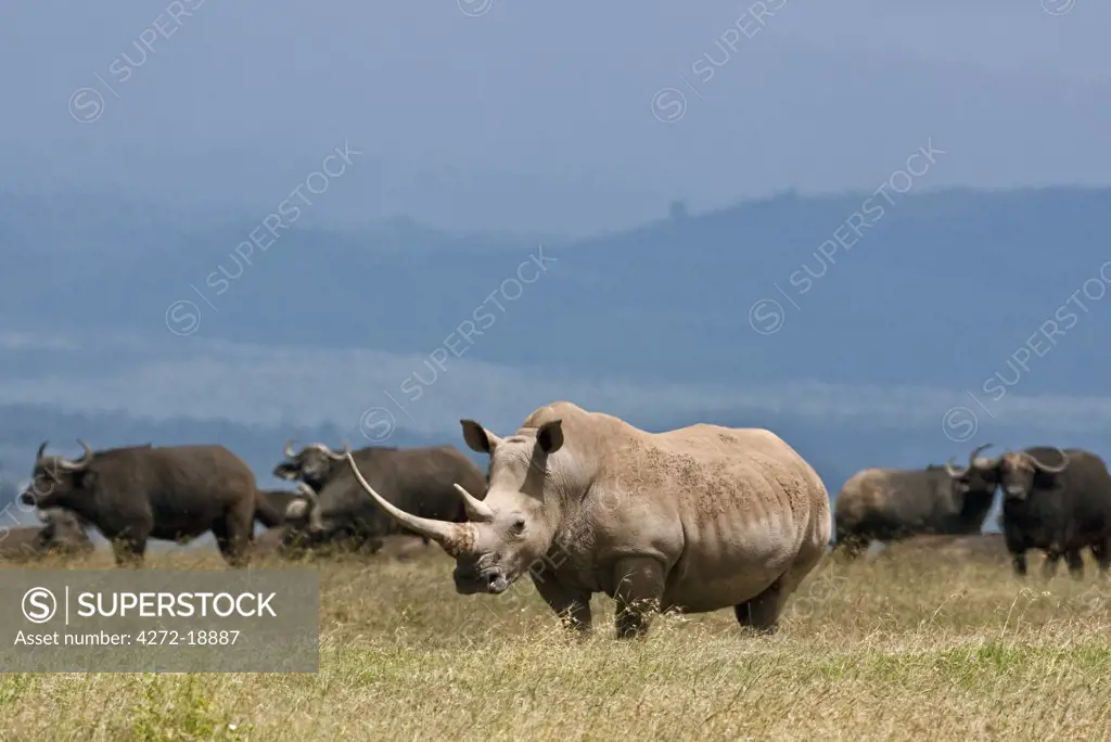 A white rhino with a very long horn grazing with a herd of buffaloes. Mweiga, Solio, Kenya