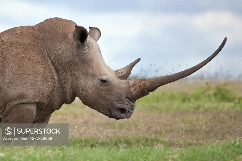 A white rhino with a very long horn. Mweiga, Solio, Kenya