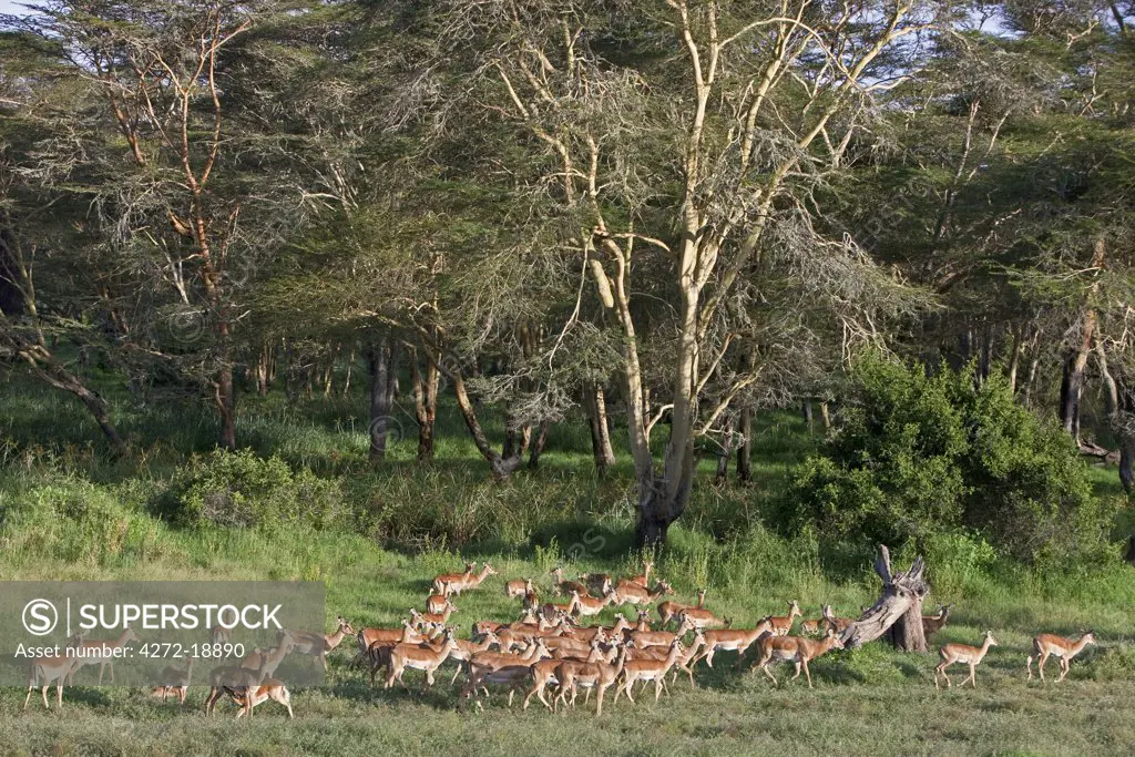 A herd of impala graze near massive yellow-barked fever trees, a large acacia tree that grows in damp ground. Mweiga, Solio, Kenya