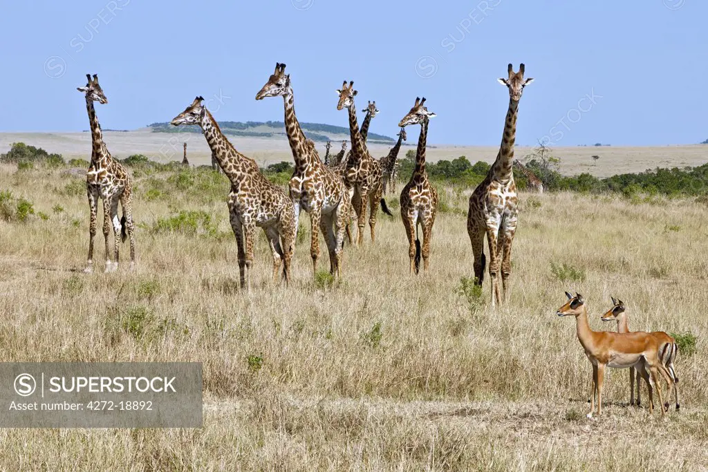 Two female impalas are dwarfed by Maasai giraffes on the plains of the Masai Mara National Reserve.