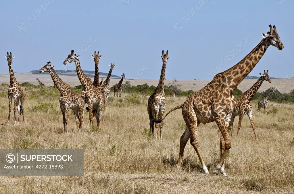 A herd of Maasai giraffes on the plains of the Masai Mara National Reserve.
