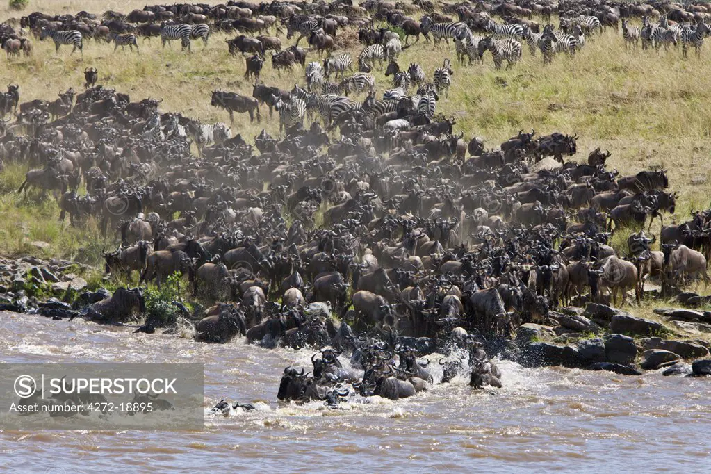 Wildebeest massing to cross the Mara River during their annual migration from the Serengeti National Park in Northern Tanzania to the Masai Mara National Reserve.