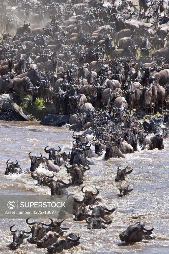 Wildebeest massing to cross the Mara River during their annual migration from the Serengeti National Park in Northern Tanzania to the Masai Mara National Reserve.