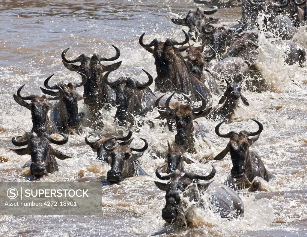 Wildebeest crossing the Mara River during their annual migration from the Serengeti National Park in Northern Tanzania to the Masai Mara National Reserve.