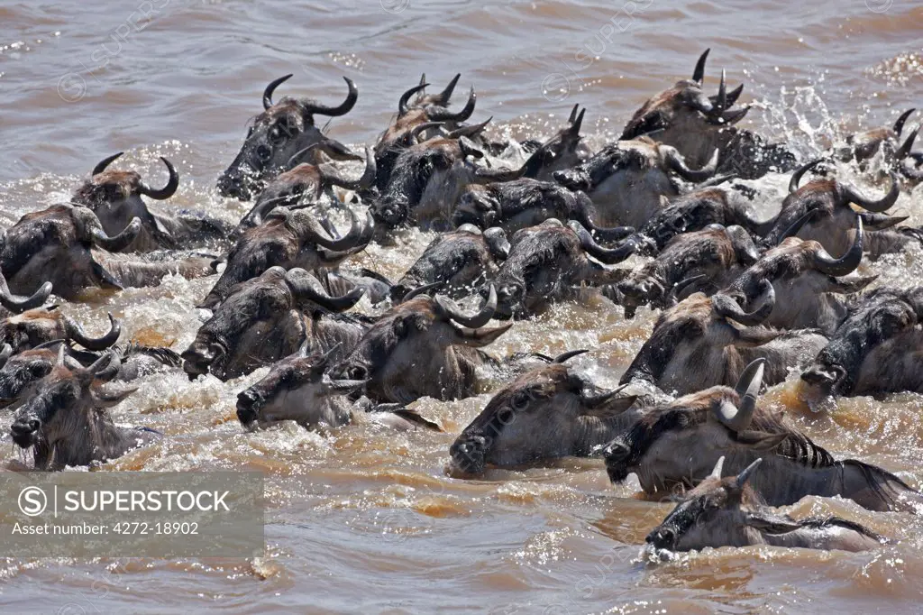 Wildebeest swimming across the Mara River during their annual migration from the Serengeti National Park in Northern Tanzania to the Masai Mara National Reserve.