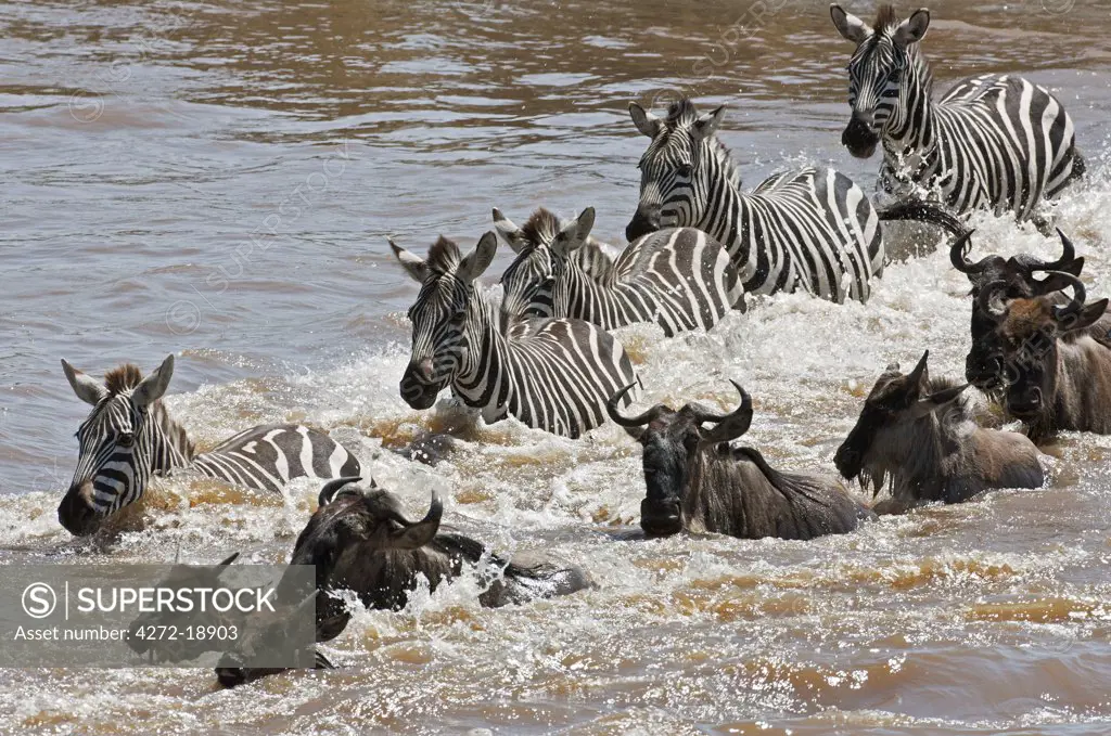 Wildebeest and Zebra crossing the Mara River during the annual Wildebeest migration from the Serengeti National Park in Northern Tanzania to the Masai Mara National Reserve.